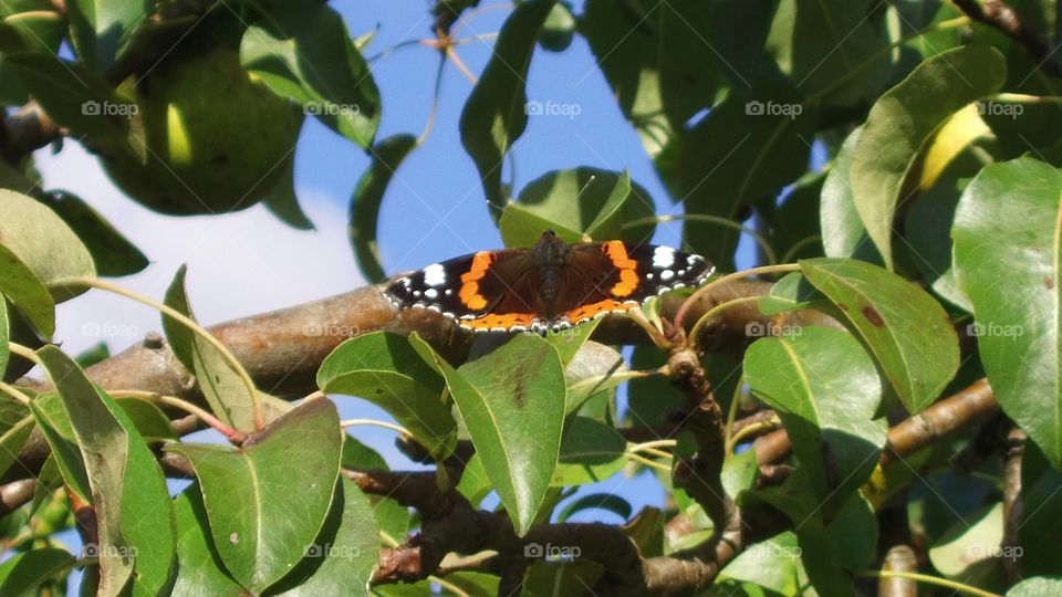 in the garden