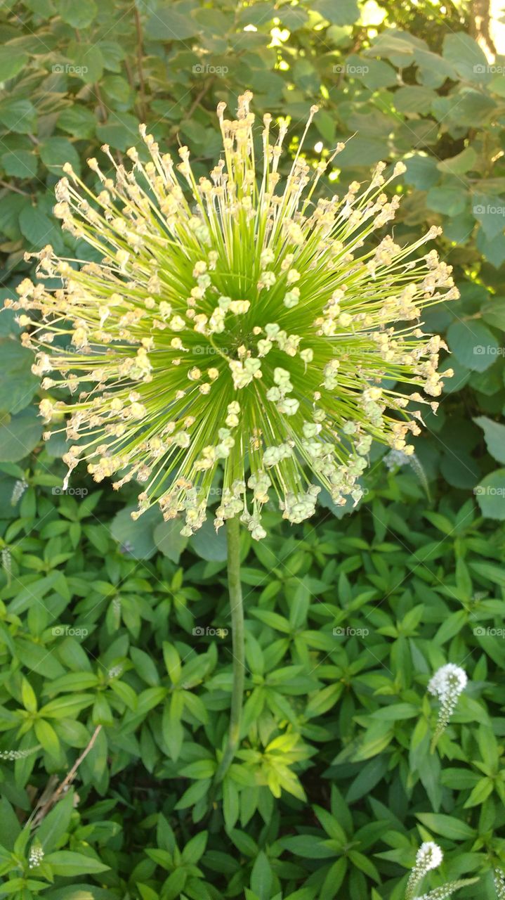 Flower in NYC Park