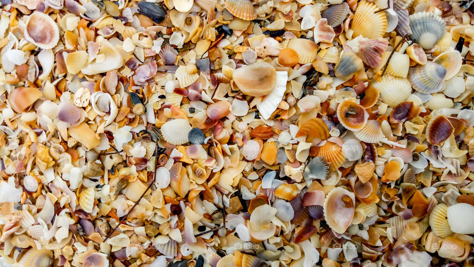 Seashells And Barnacles