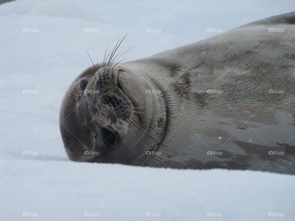 Cute seal