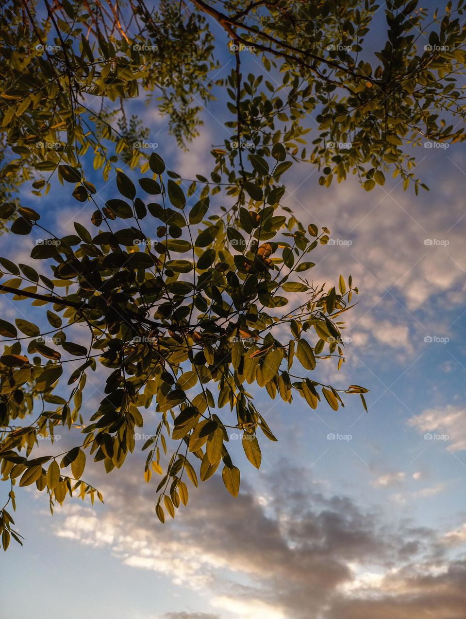 A young acacia tree against the background of an amazing sky at sunset with gentle cirrus clouds.