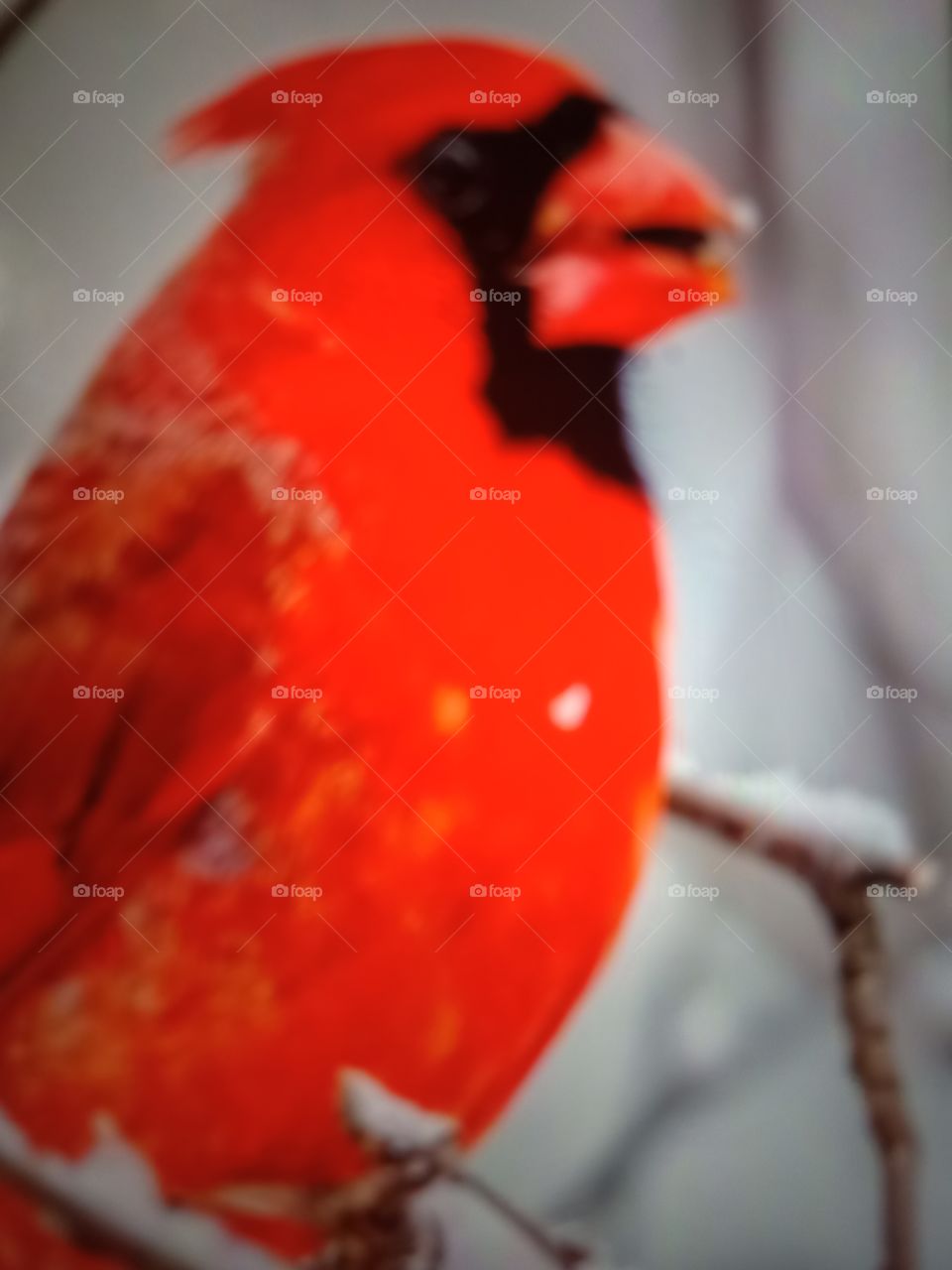 Northern Cardinal