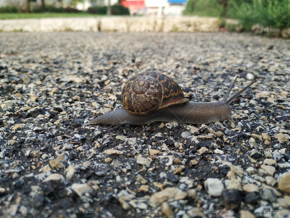 Snail on the path