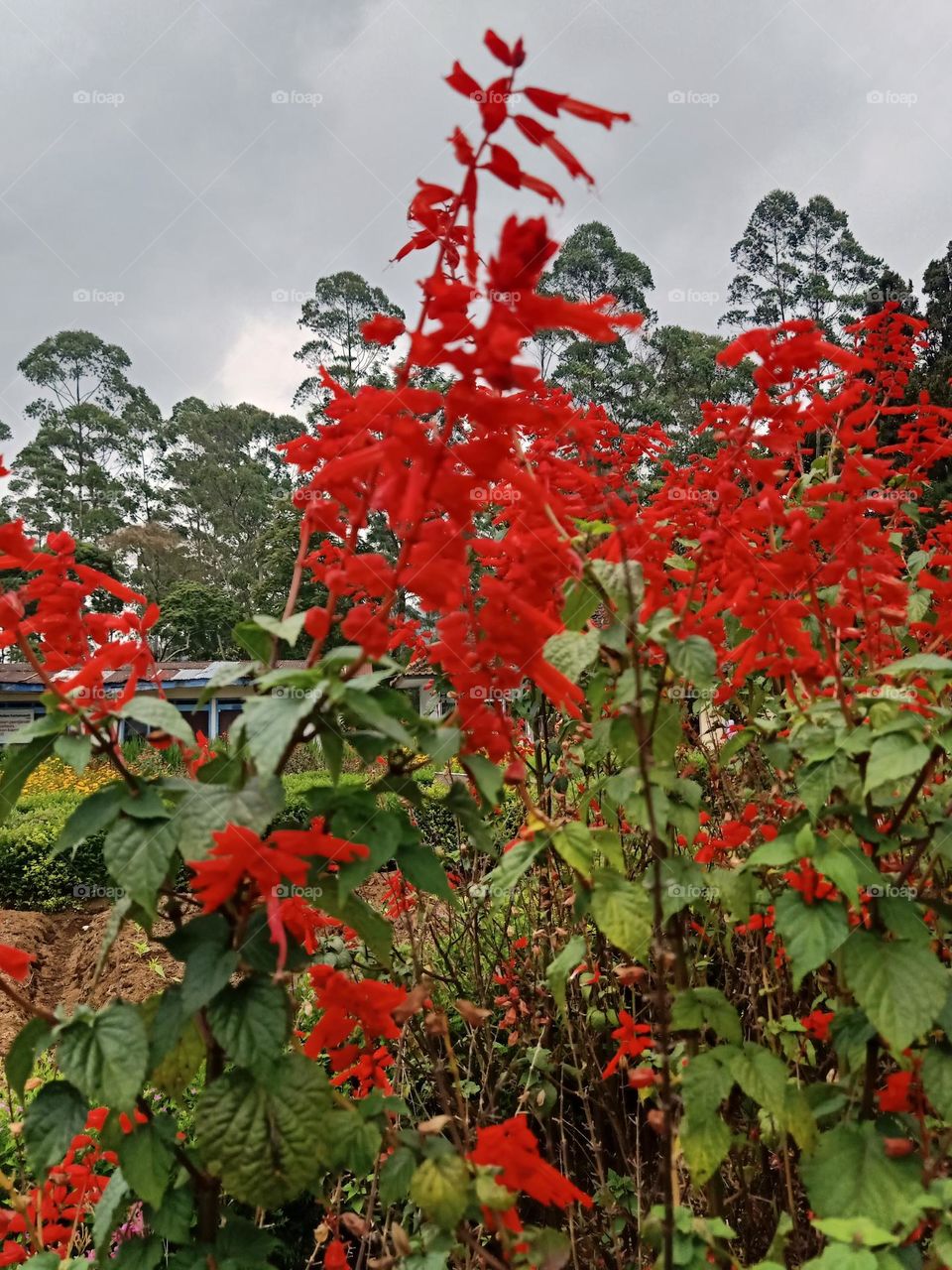 beautiful flower in the garden