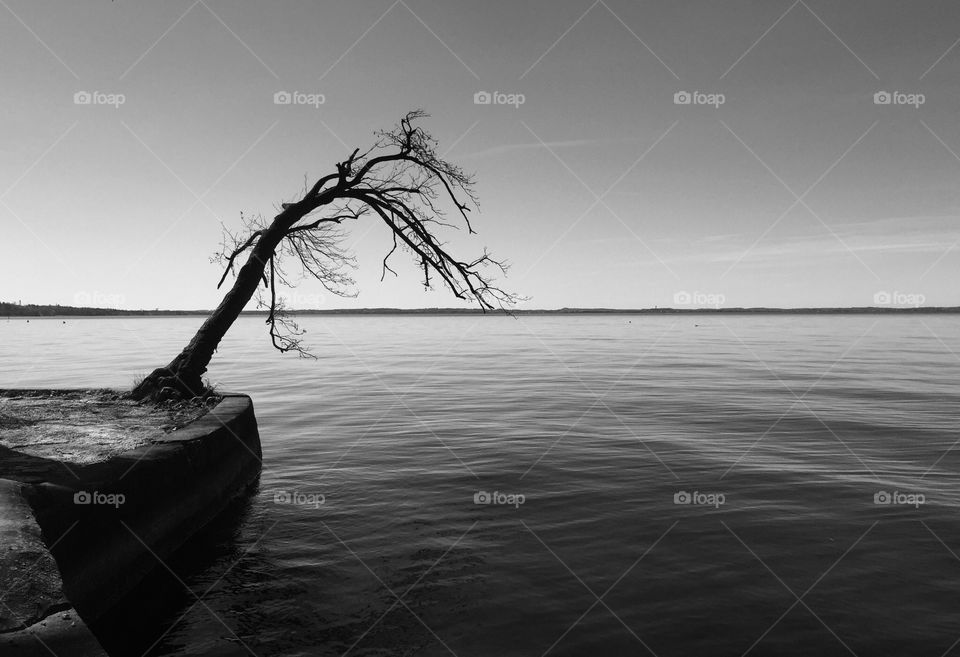 Lonely tree on the Garda Lake 