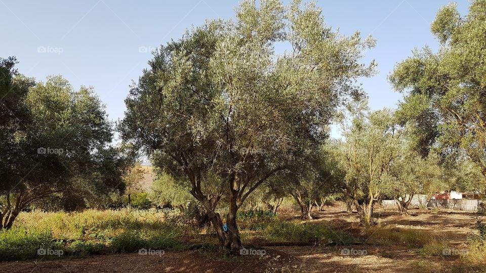 Olive Trees _ Nature of Morocco
