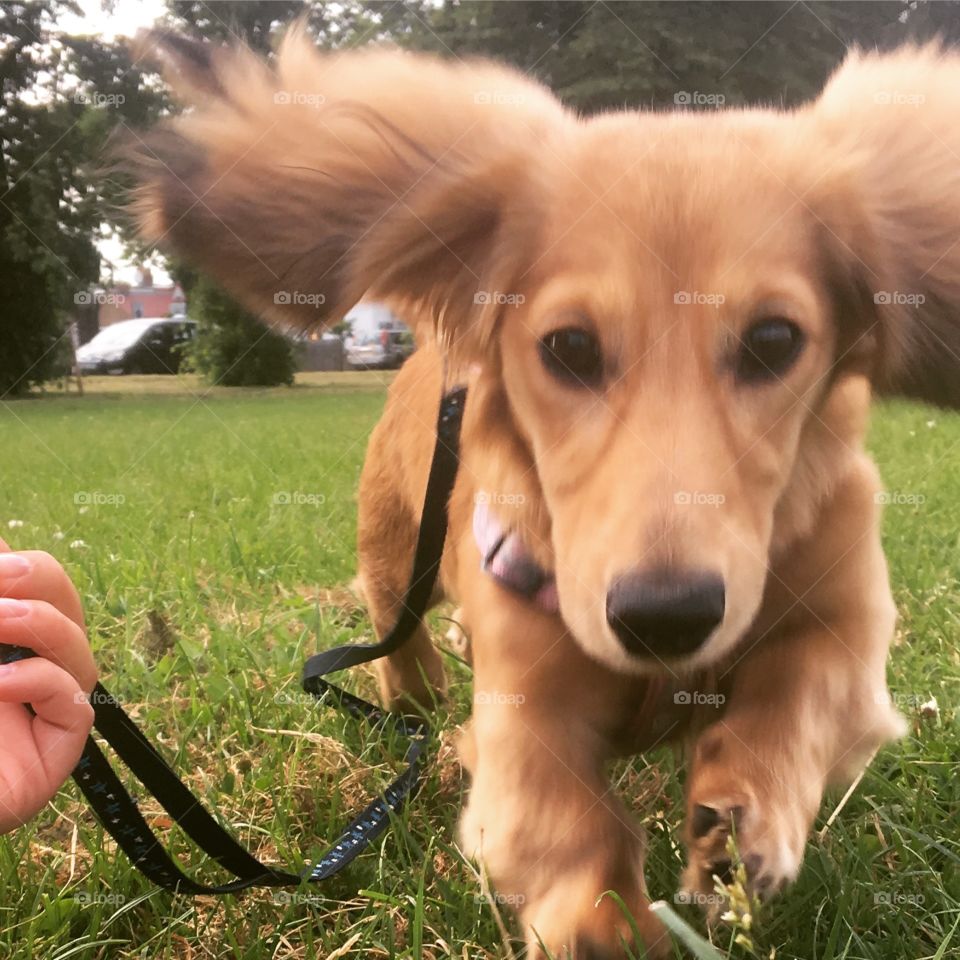 Nova the gorgeous miniature dachshund puppy! Running in the park on a blissful sunny day, the grass is almost as tall as her! Ears flying everywhere!!