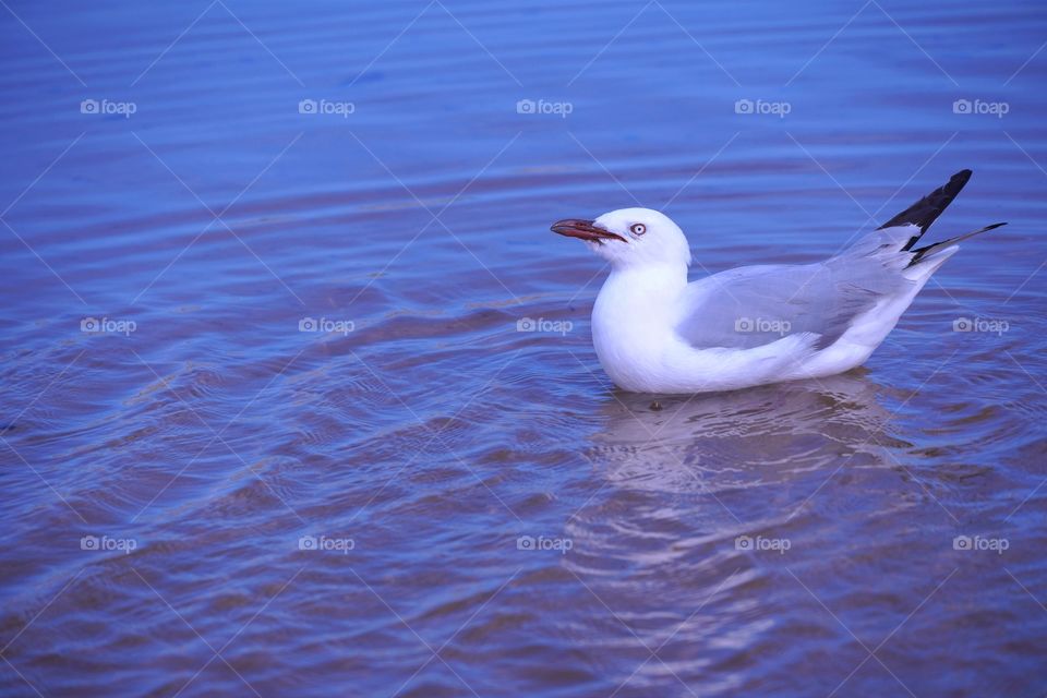 Black-billed Gull #5