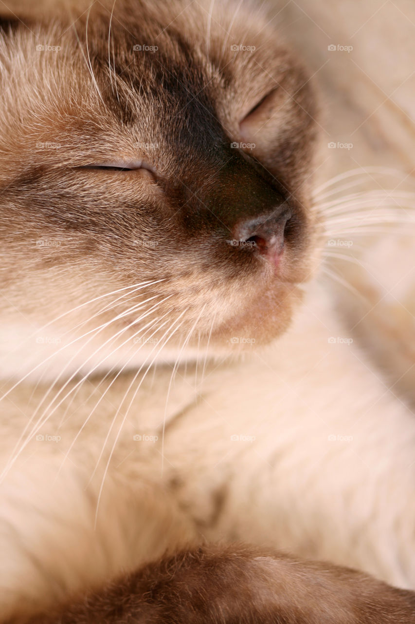 Cute cat enjoying the sun