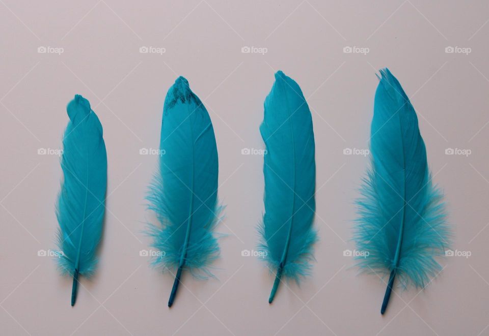 Multiverse of blue feathers  💙💙💙💙