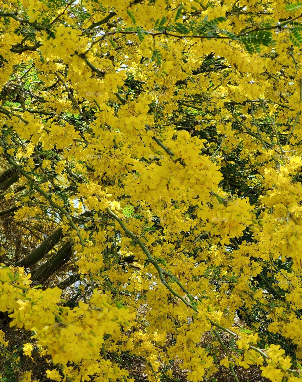 Spring Flowers on a Mesquite Tree