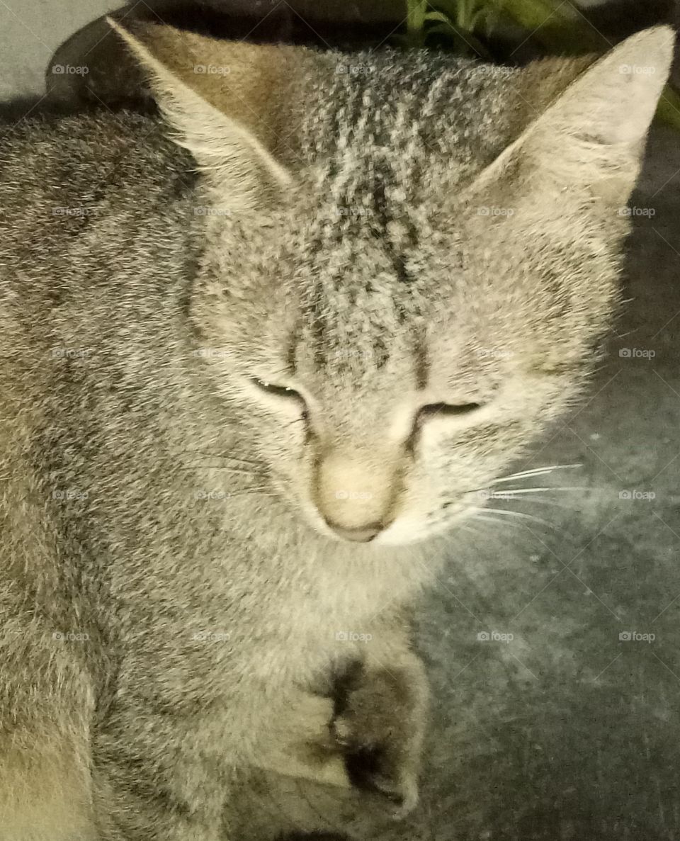 waiting kitty, hungry kitty, sad kitty, browny kitty