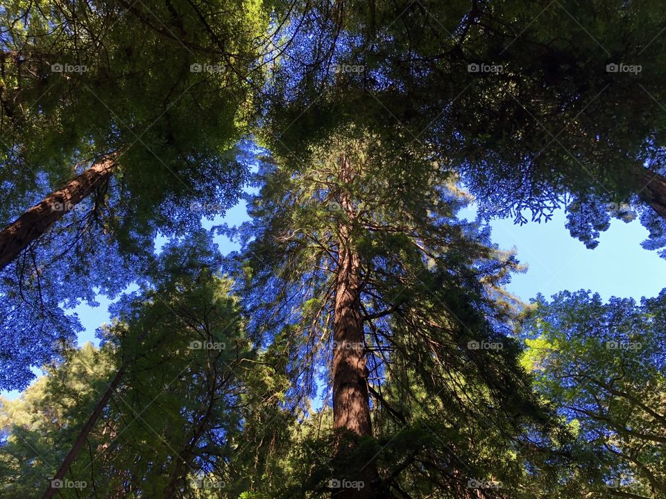Redwoods 