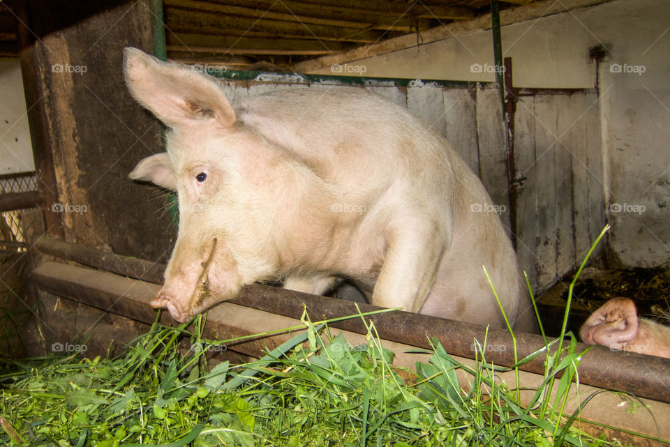 Pigs in a barn. 