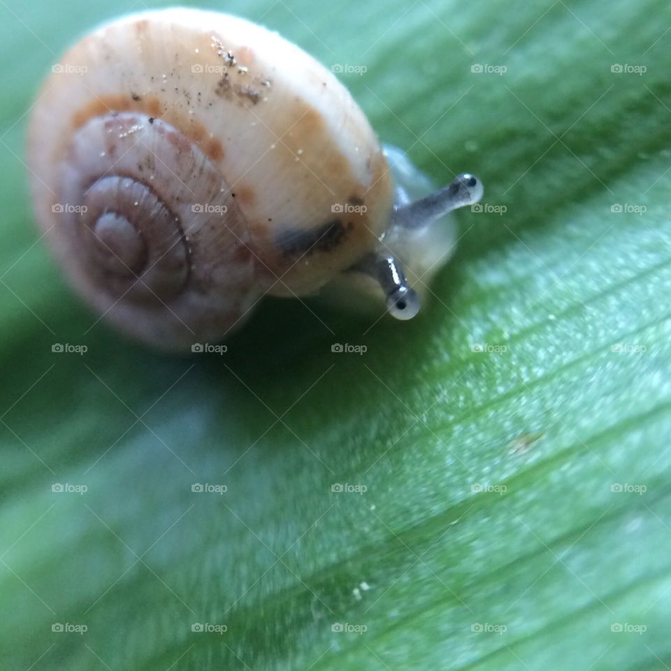 Snail, Gastropod, Slimy, Shellfish, Slow