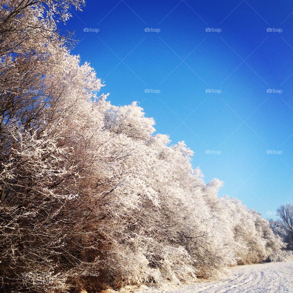 Snow, Winter, Frost, Cold, Tree