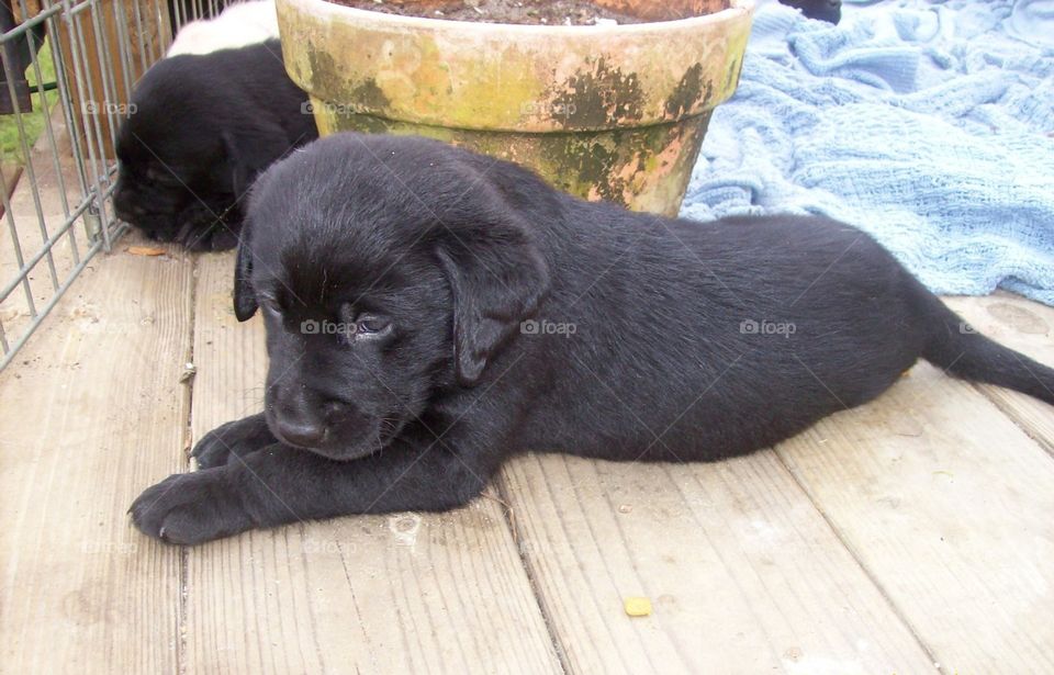 Labrador pup