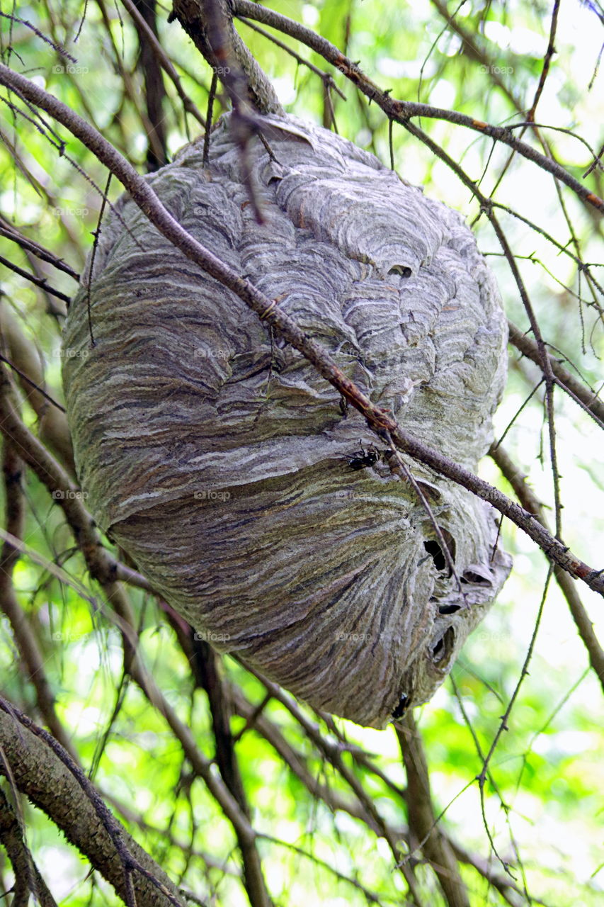 hudge wasp hive