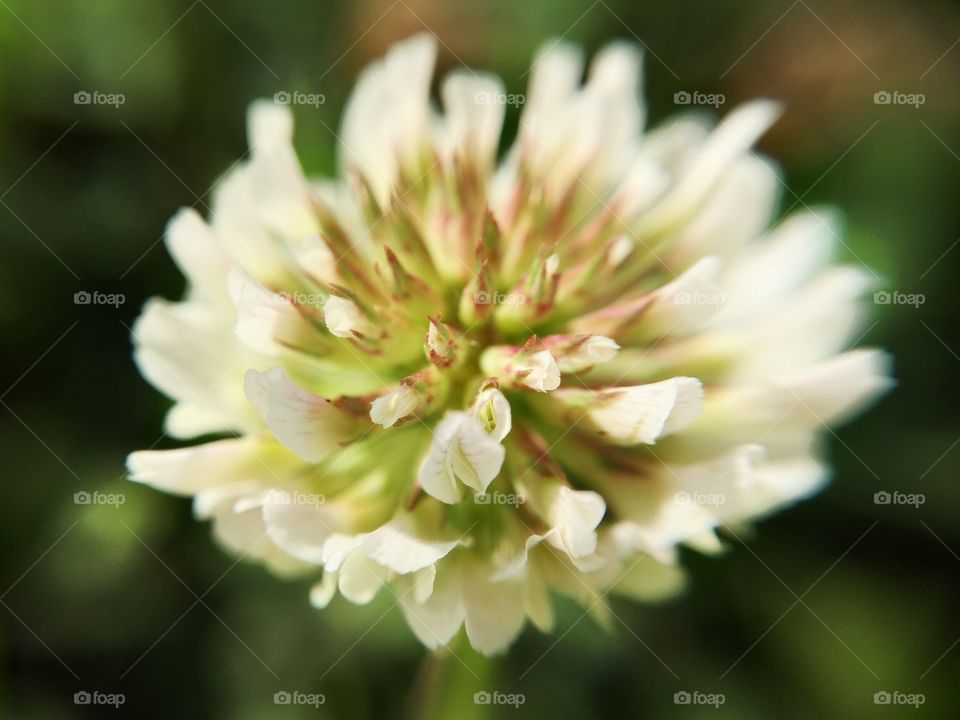 Overhead view of white clover