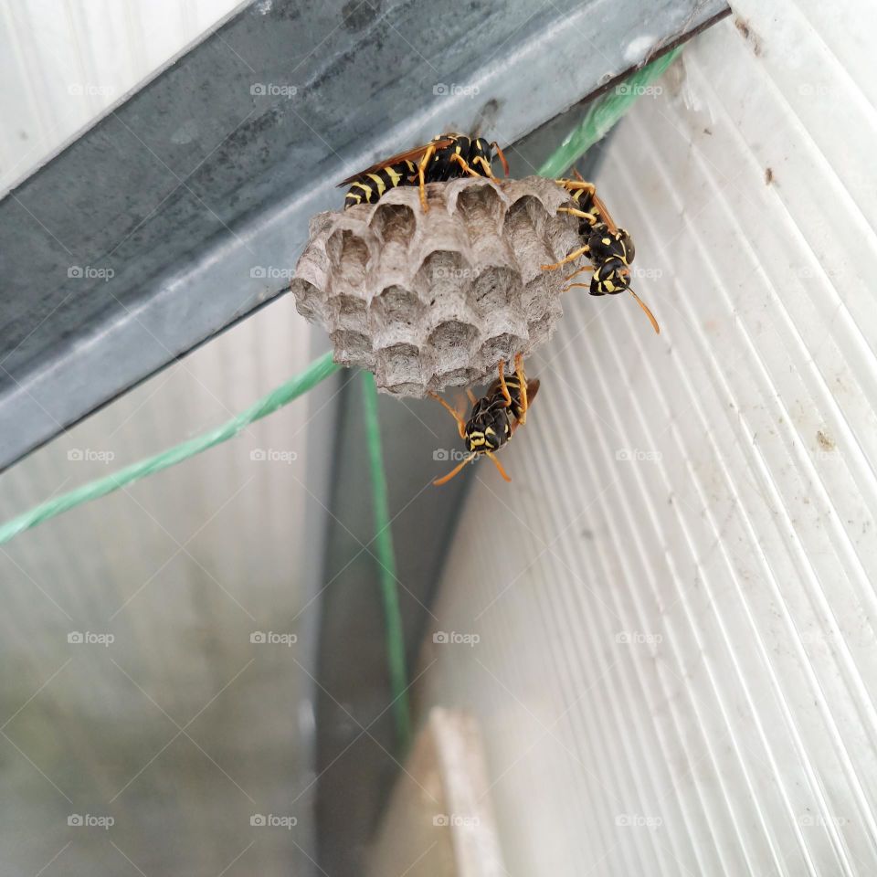 Three wasps are building a nest.