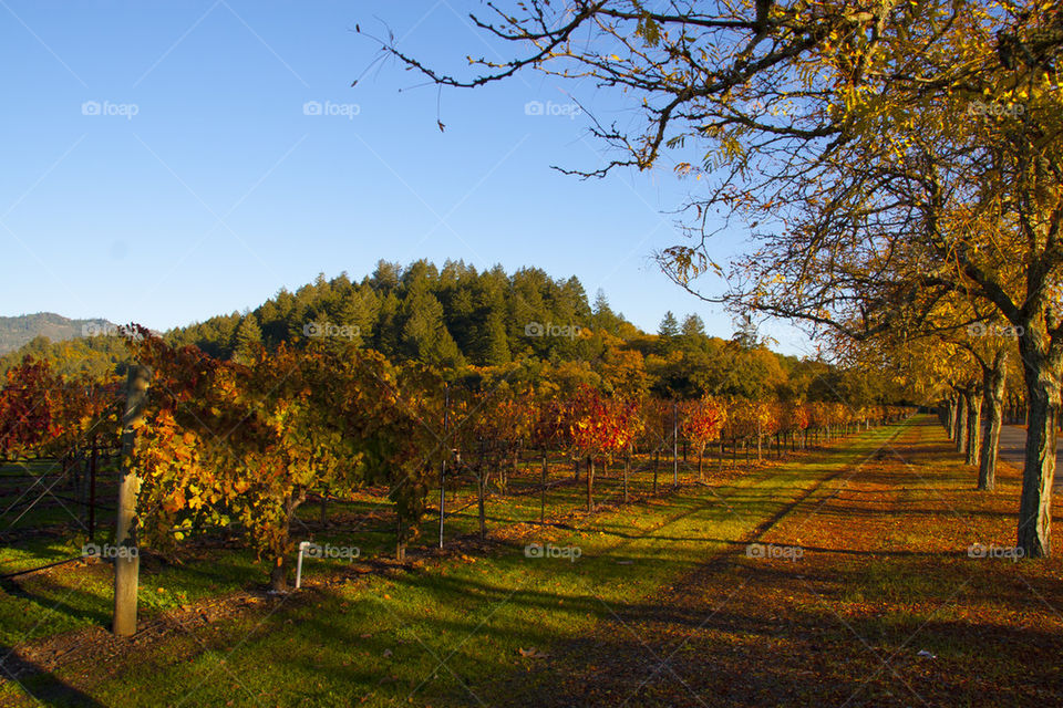 THE AUTUMN IN NAPPA VALLEY CALIFORNIA USA