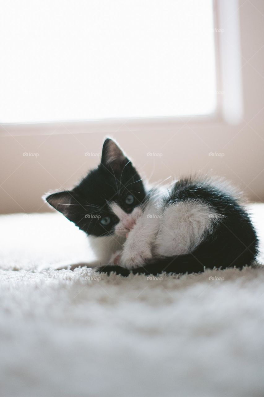 tiny cat
