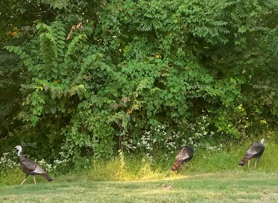 turkeys chilling
