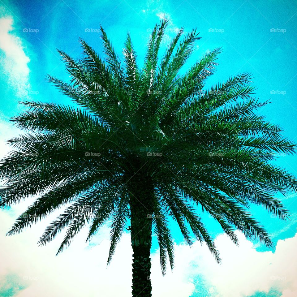 Florida Royal Palm . Local Royal palm tree Naples, FL
