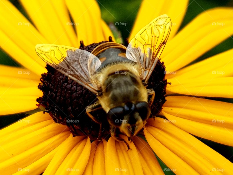 Bee on yellow flower