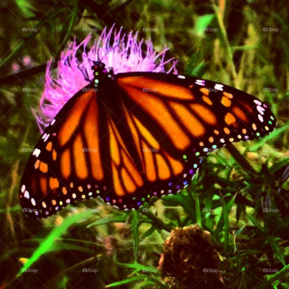 Beautiful Butterfly 