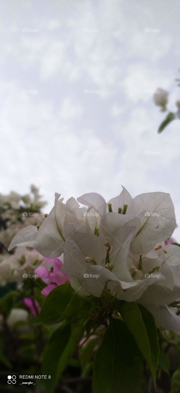 White Bougainvillias with a touch of pink to enhance the pureness of the white on a winter evening in Kerala, India.