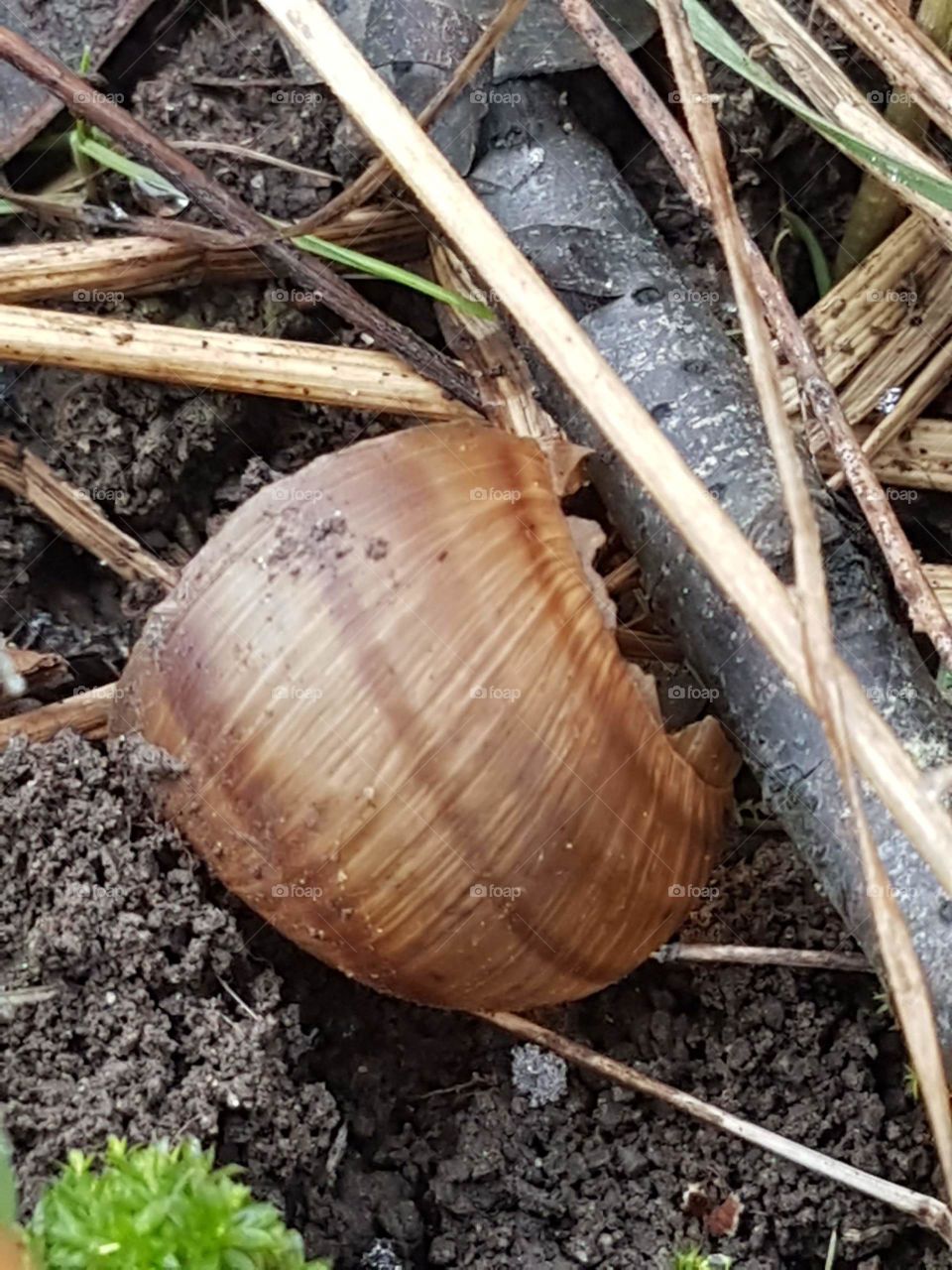 snail shell