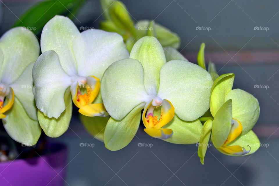 orchid flowers