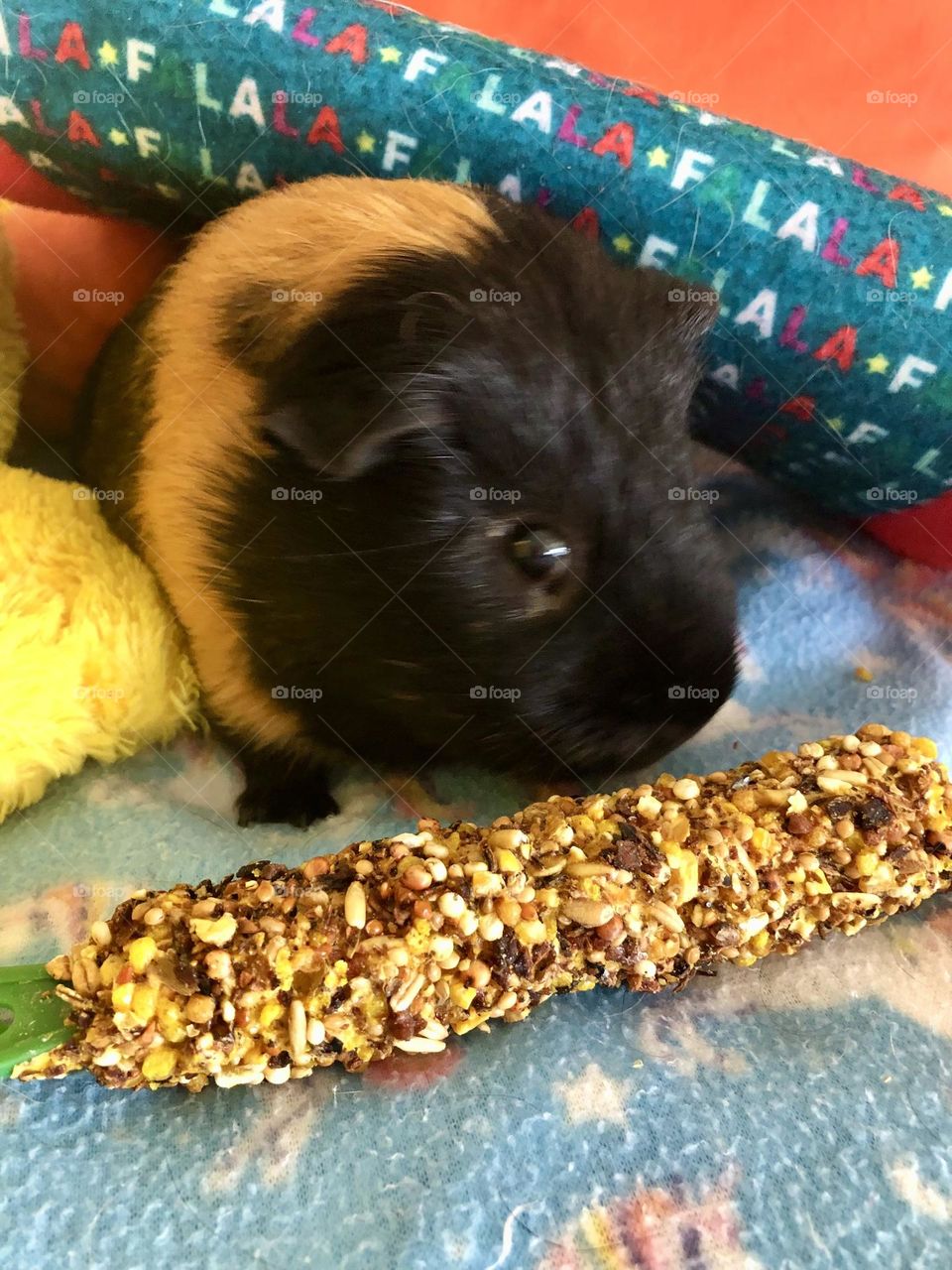 Tasty honey stick treat for Rocky / my Guinea pig 