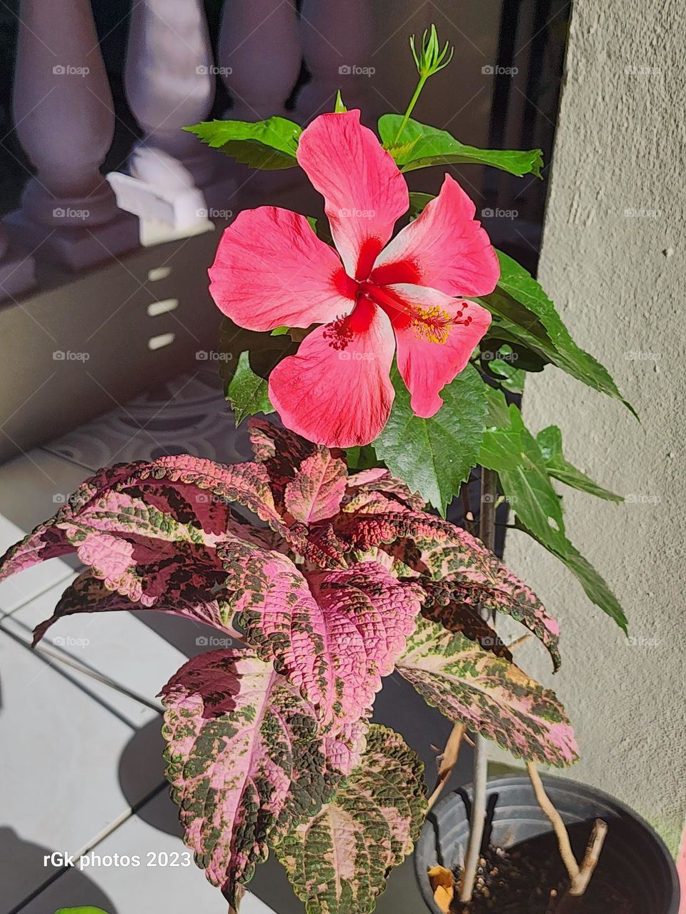 Jamaican hibiscus & Joseph coat