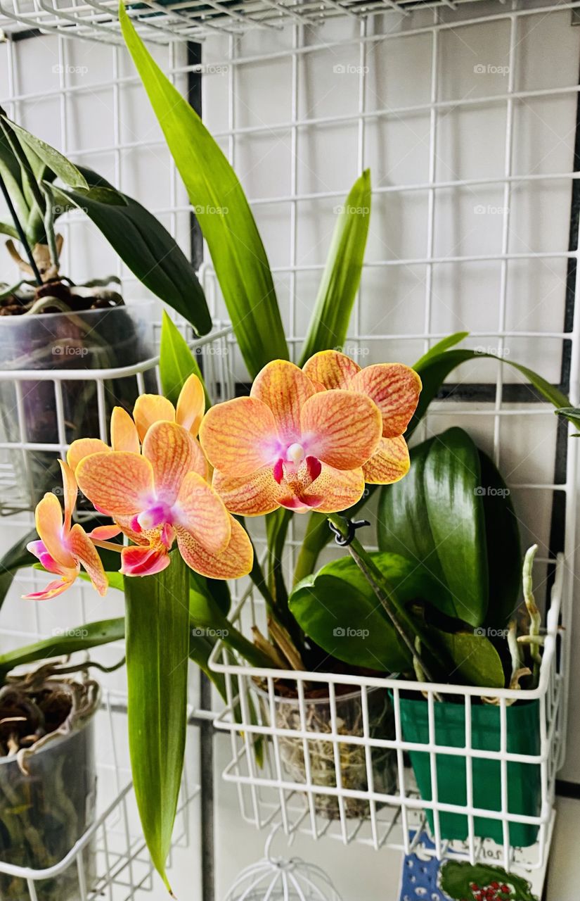 Orange orchid