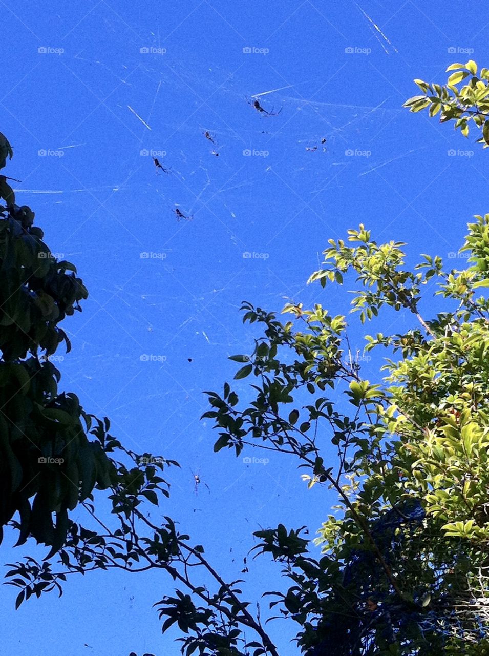 Spider web