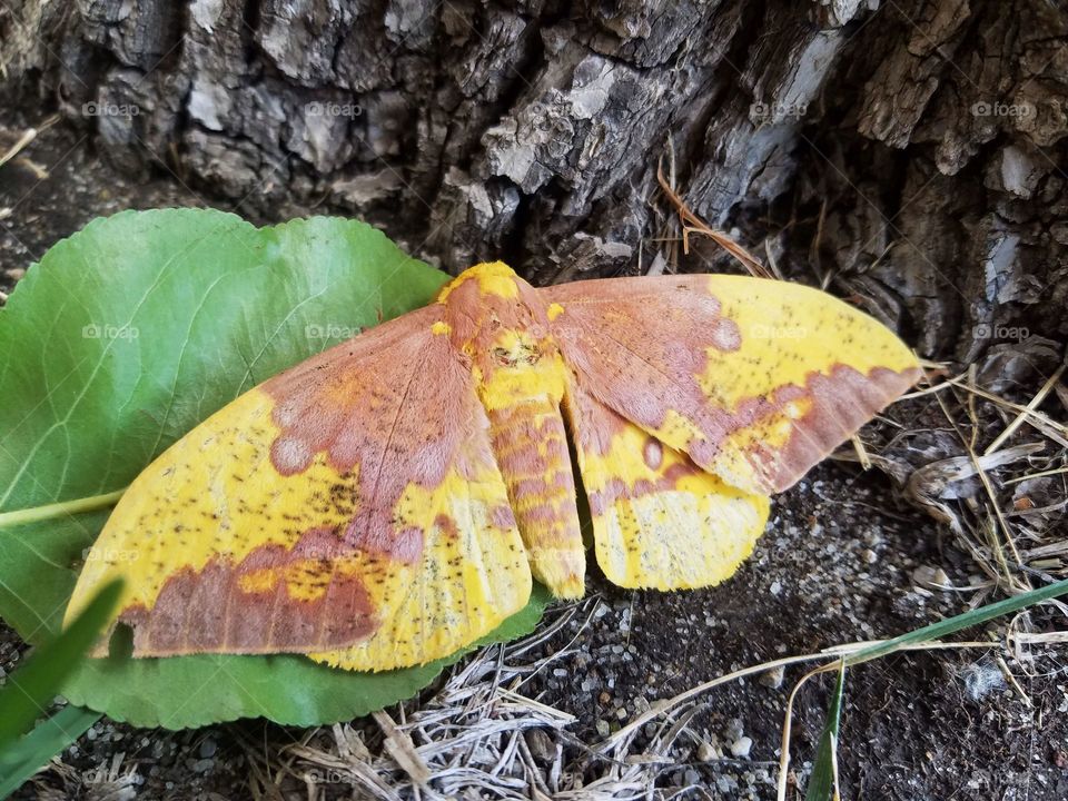 Giant moth