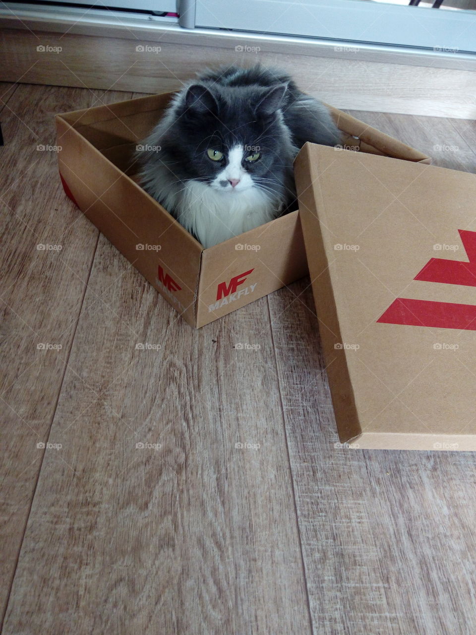 cat in the shoe box. the cat is hiding in the box