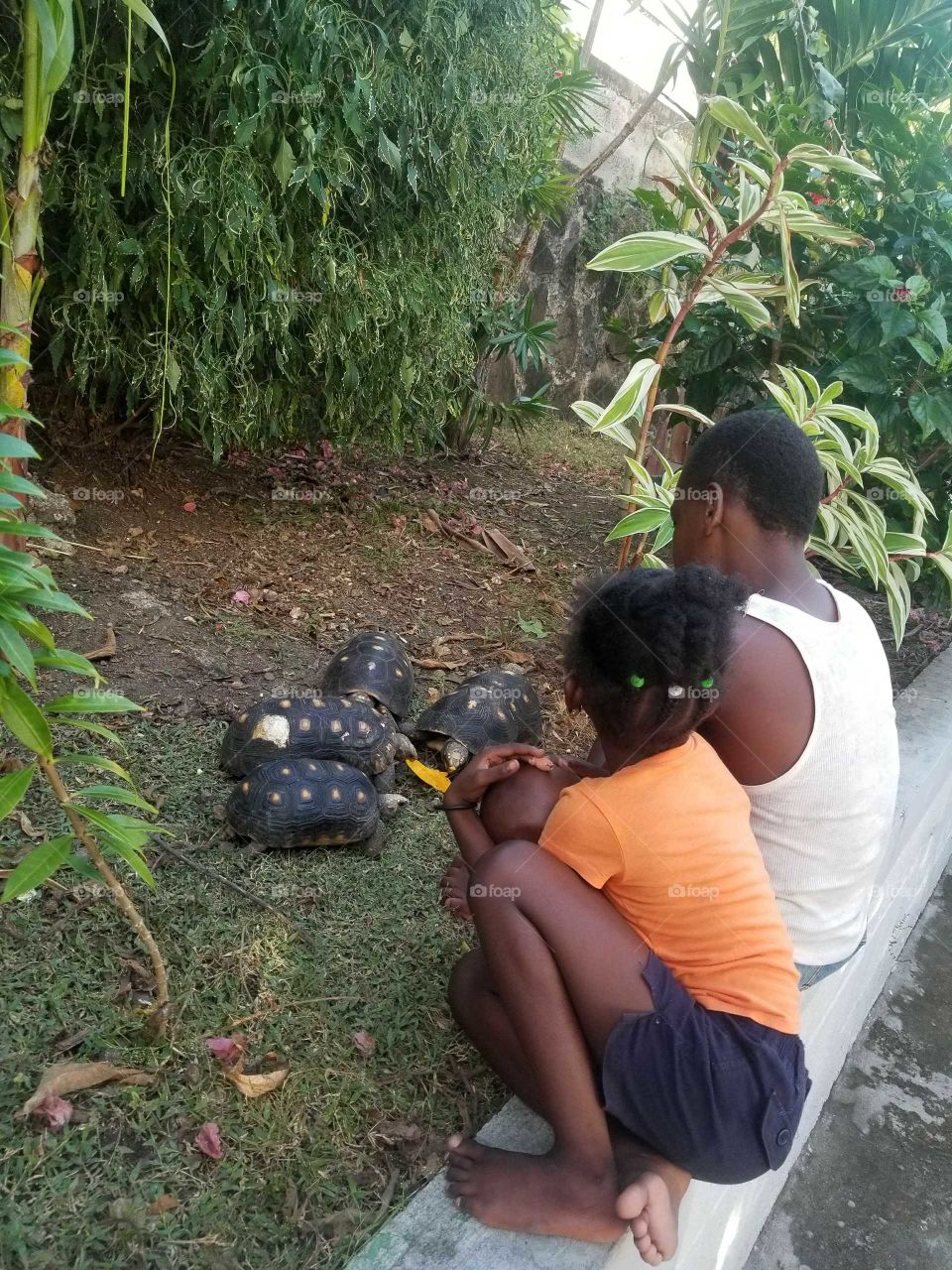 Feeding the turtles in Bequia