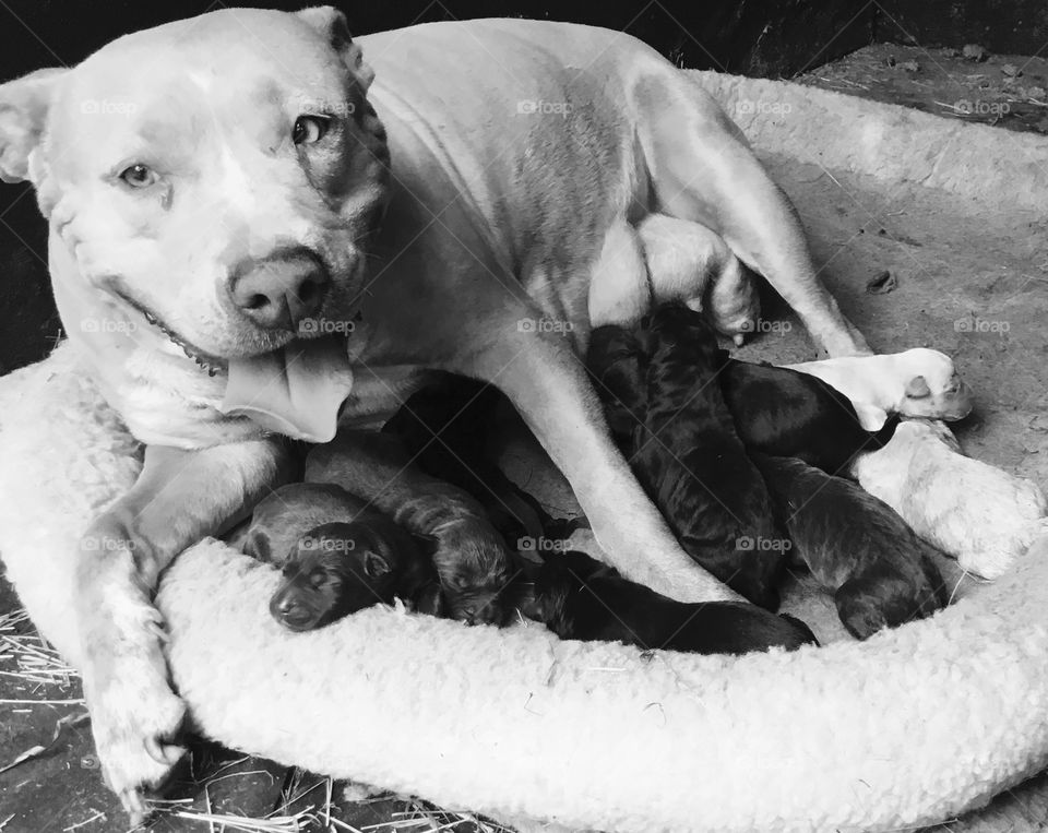 ‘The Good Mom’ exhibited by Dixie the Pitt Bulldog taking great care of her babies in the woods of South Georgia. 