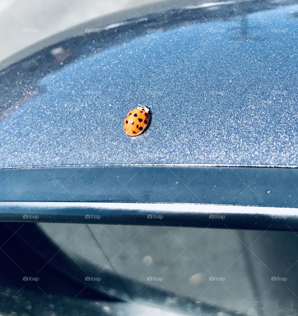 Lady bug