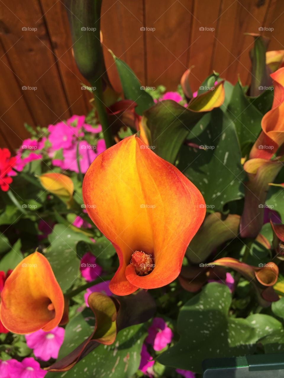 Calla Lillies in Summer. Taken at Everland Resort Korea