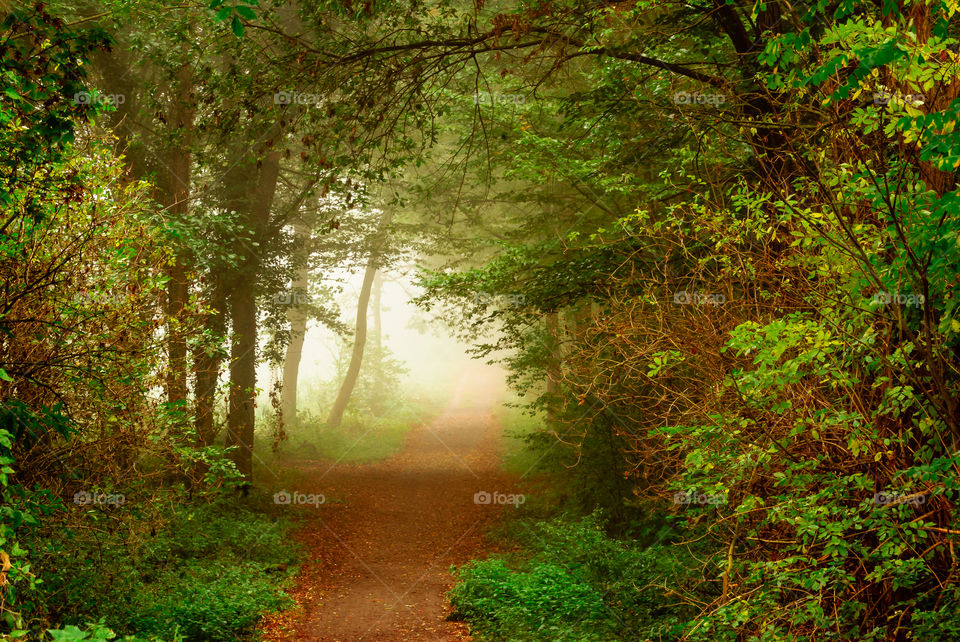 Foggy path in forest