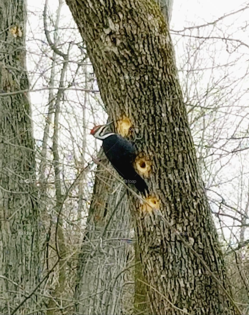 Pileated Woodpecker