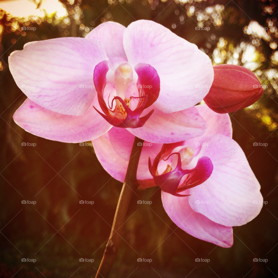 orchid florida by rinusrini