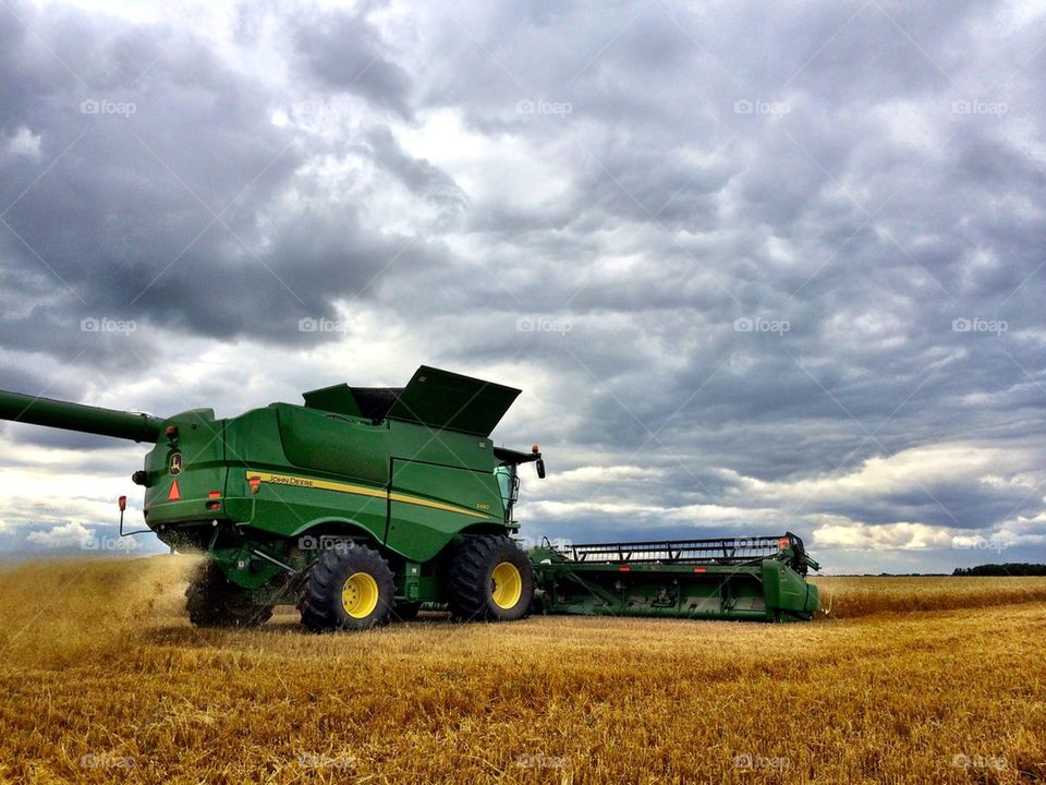 Harvesting Wheat