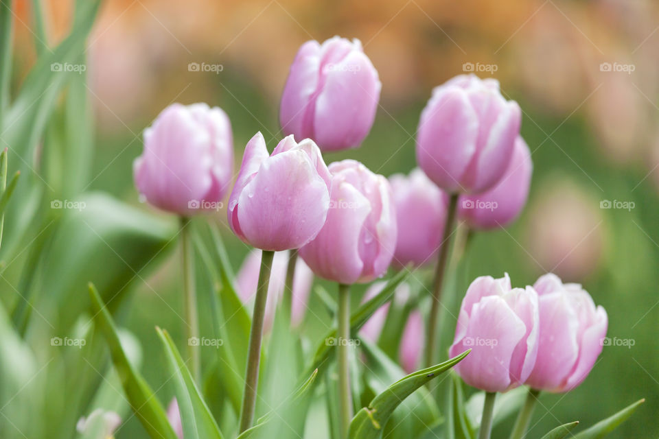 Pale pink tulips in the field in spring season