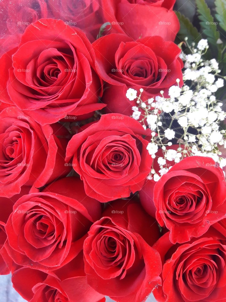 red roses.