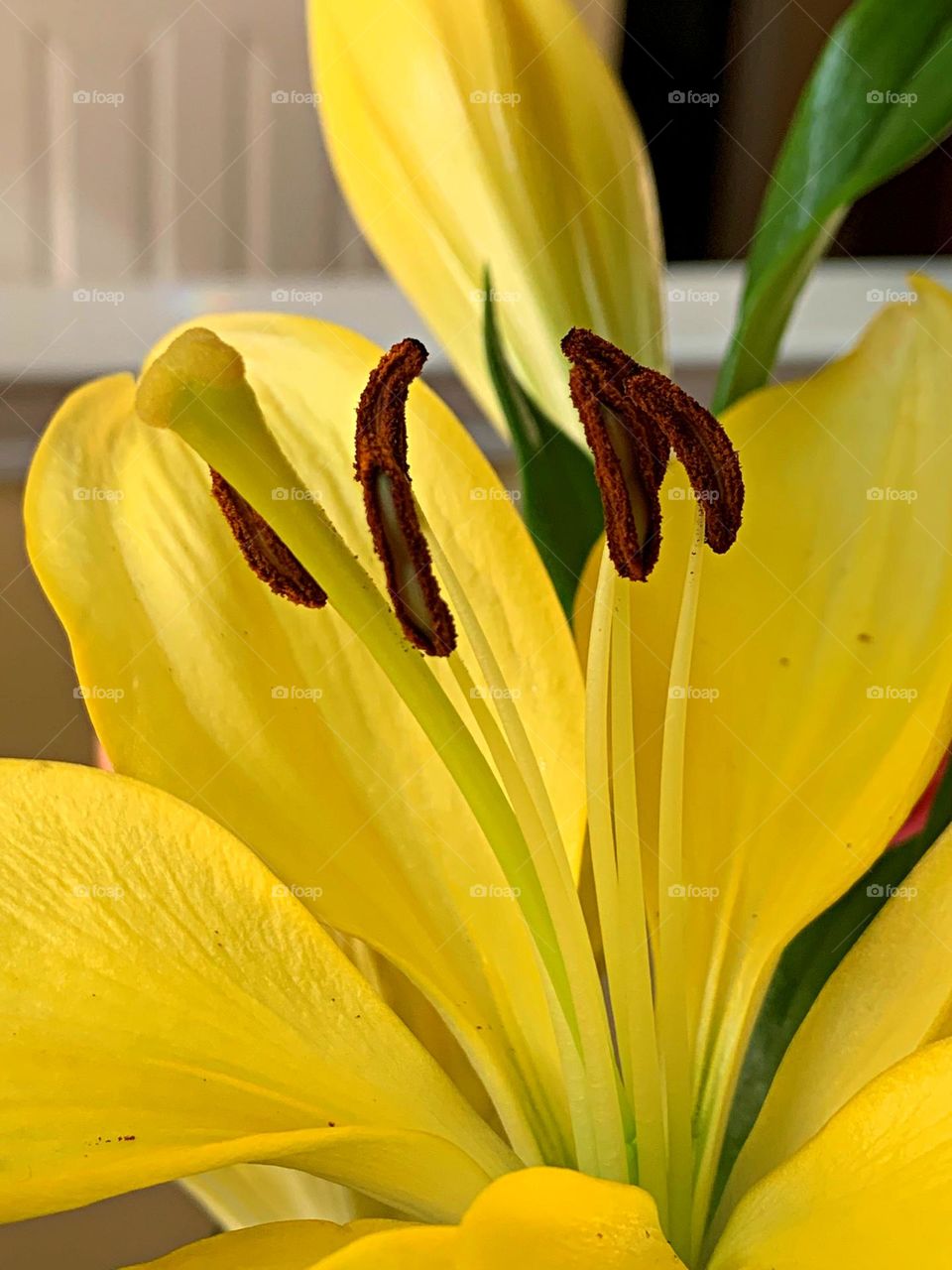 Best Macro Shot - Lily Stamen - The stamen of a Lily covered with pollen. 